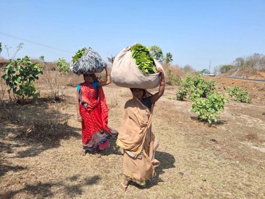 प्राथमिक लघु वनोपज समितियों में जंगल राज ~तेंदूपत्ता संग्रहण में  फड़ मुंशियों की अवैध वसूली, 