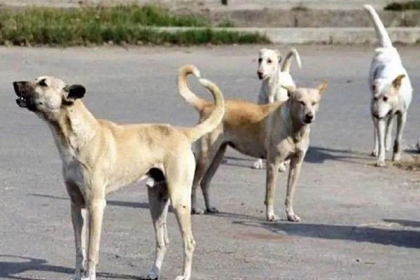 कोरबा में आवारा कुत्तों का आतंक, हमले में मासूम की मौत; निगम ने पकड़े 15 कुत्ते