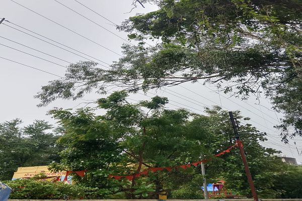 सिविल लाइन कलेक्टर निवास के आस-पास विशाल नीलगिरी के पेड़ : हादसे की आशंका 