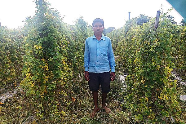 करेले की खेती से किसान ताराचंद ठाकुर की आर्थिक स्थिति में आया सुधार