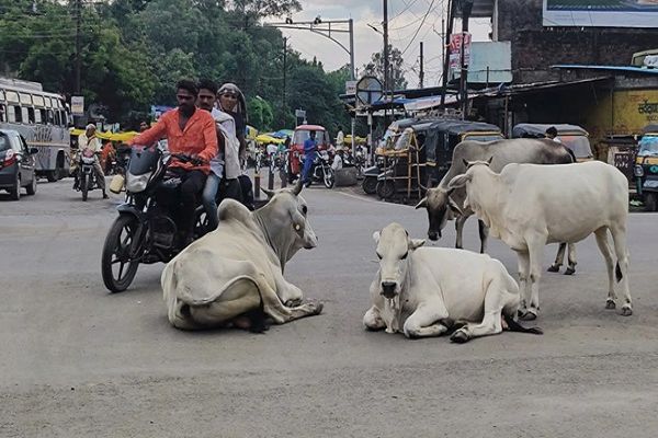 निराश्रित मवेशियों के लिए राज्यभर में स्थापित होंगे 1460 गौधाम