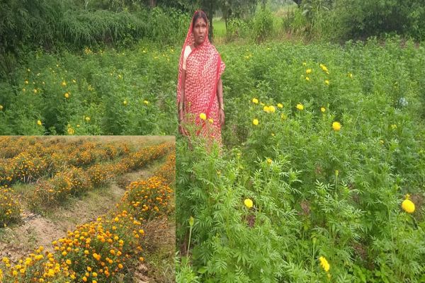 महासमुंद : गेंदे की खेती से श्रीमती कुमारी चंद्राकर ने बढ़ाई अपनी आमदनी