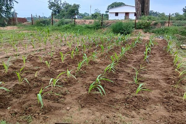 हरा चारा उत्पादन से डेयरी पशुपालकों को मिलेगा आर्थिक लाभ