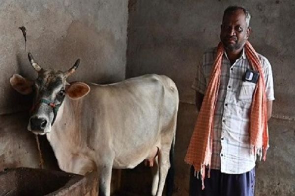 भेड़ पालन से पशुपालक विद्याधर यादव को प्रतिवर्ष होता है 2 लाख की आमदनी