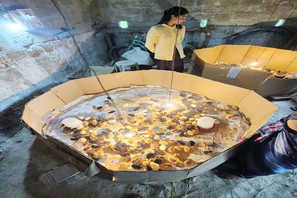 आईएफसी परियोजना बड़ाजी में 600 देसी चूजों की ब्रुडिंग शुरू