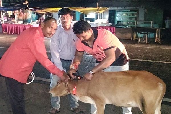 पशुधन विकास विभाग द्वारा 52 पशुओं को लगाए गए रेडियम बेल्ट