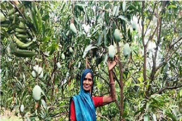 आम के फलोद्यान से ग्रामीण महिलाओं को मिला अतिरिक्त आय का साधन