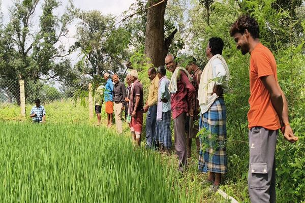 जीवामृत के उपयोग से धान की फसल में दिख रहा सकारात्मक प्रभाव