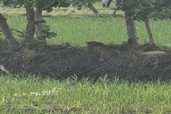 वन एवं पुलिस विभाग की तत्परता से ग्राम सिंघनपुरी में तेंदुए का सुरक्षित रेस्क्यू