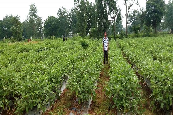 सेवा संकल्प अभियान: ग्राफ्टेड बैंगन की खेती से गुलझर के किसान गौरव की बढ़ी आमदनी