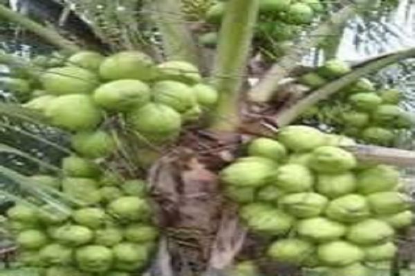 विशेष लेख : धमतरी में नारियल बनेगा किसानों की दीर्घकालीन आय का नया आधार