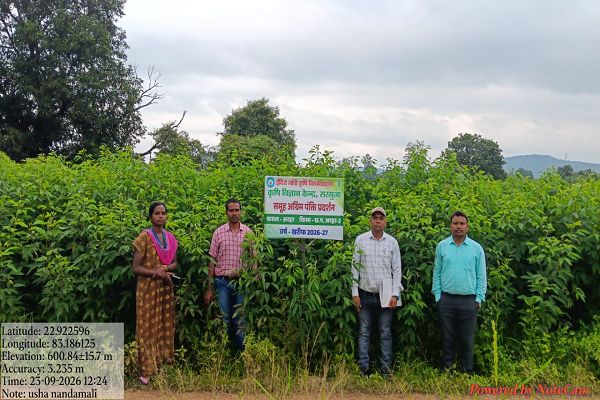सेवा संकल्प अभियान : 55 हेक्टेयर में लहलहा रही अरहर की उन्नत किस्में, फूल आने की अवस्था में पहुंची फसल