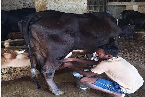 राष्ट्रीय कृत्रिम गर्भाधान कार्यक्रम से बदली योहिनापाली के नीलाम्बर की किस्मत