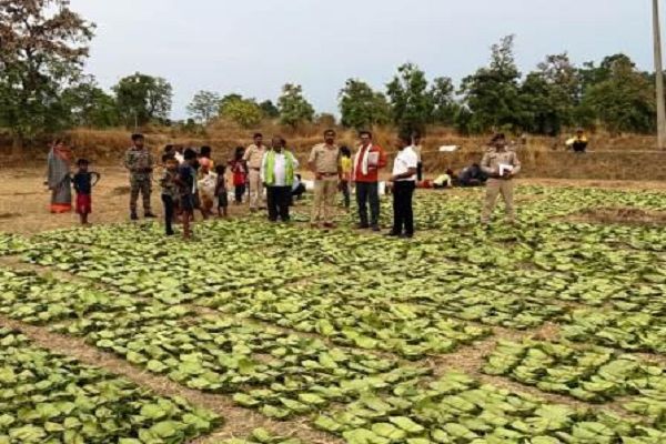 तेन्दूपत्ता संग्रहण से 81,539 संग्राहक परिवारों को 41.52 करोड़ से अधिक का पारिश्रमिक, बोनस का भी शत-प्रतिशत भुगतान