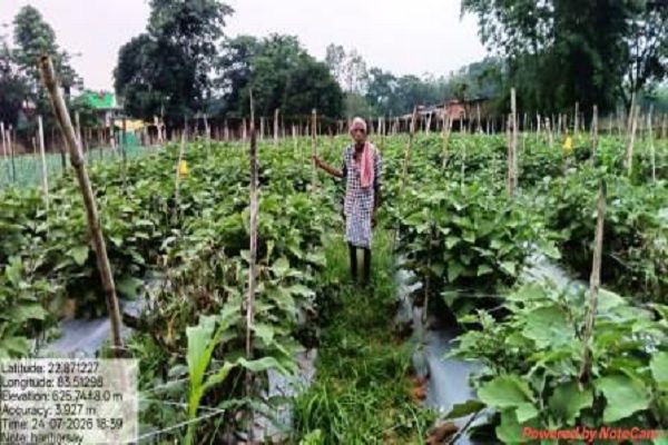 ग्राफ्टेड बैंगन की खेती से पश्चिम बंगाल के कोलकाता तक पहुंचा उत्पाद, अब तक 19.50 क्विंटल की बिक्री