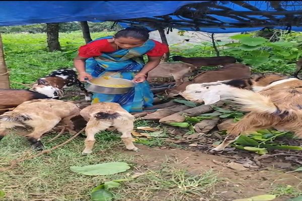  सेवा की कहानी : नर बकरा वितरण योजना से अंजोला एक्का की आजीविका को मिली नई दिशा, बकरी पालन बना आत्मनिर्भरता का आधार