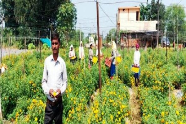 फ्लोरीकल्चर हब योजना से खिली किसानों की किस्मत : पारंपरिक खेती छोड़ फूलों और सब्जियों से संवर रही राह