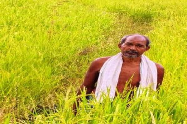कृषक उन्नति योजना से शंकर प्रसाद को मिलेगा 45 हजार का लाभ, तीन एकड़ में की सुगंधित धान की खेती