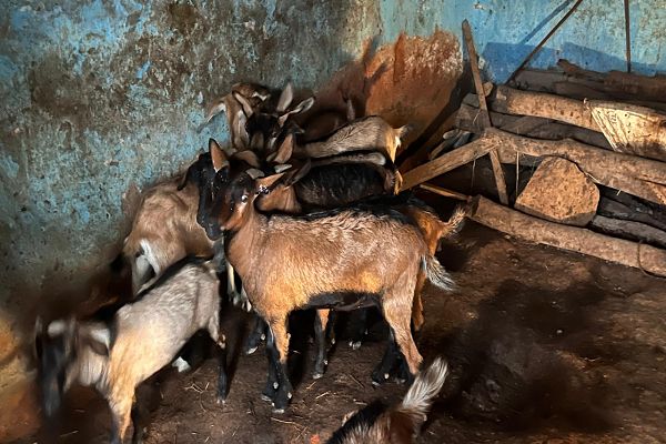  बिहान और प्रधानमंत्री मुद्रा योजना से सविता रजक के सपनों को मिले पंख, बकरी पालन से हर महीने कमा रहीं 10 हजार रुपये