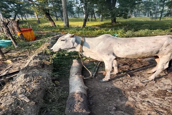  वनांचल के ग्राम जमुनाही में हाथियों का उत्पाद, 2 मवेशी की मौत, कुछ मवेशी घायल मकान को किया क्षतिग्रस्त