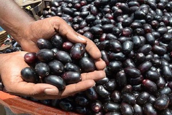 स्वाद में खट्टा-मीठा, पर बहुत गुणकारी है जामुन