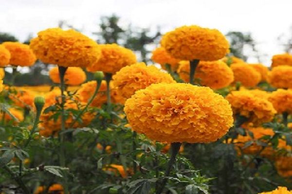 गेंदे के फूल से दूर होगी इस बीमारी की समस्या