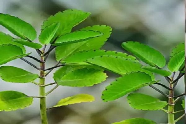 डायबिटीज में फायदेमंद है पत्थरचट्टा