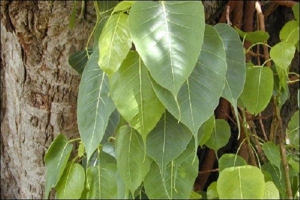 औषधीय गुणों से भरपूर होता है पीपल का पत्ता