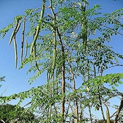 सहजन की पत्तियों में पाए जाने वाले तत्व