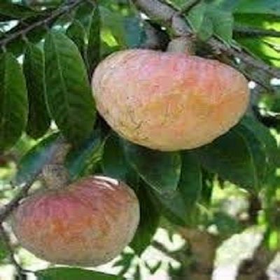 सेब और अमरूद से कहीं ज्यादा मीठा और स्वादिष्ट होता है रामफल