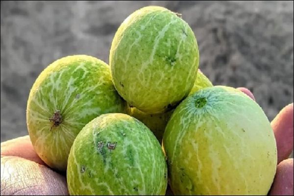 डायबिटीज की आयुर्वेदिक दवा में काम आता है ये फल