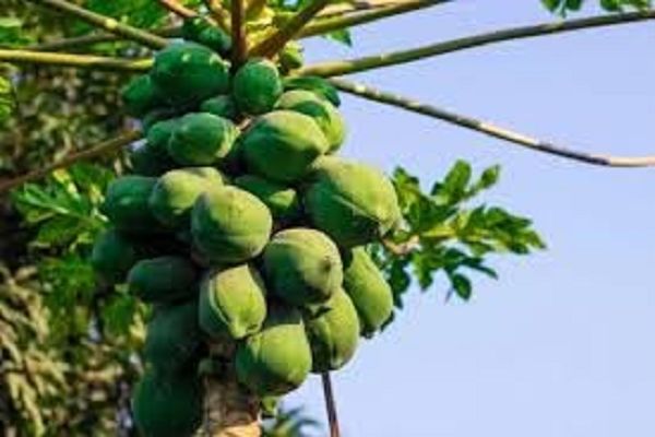 शुगर के मरीजों के लिए रामबाण इलाज साबित होगा ये कच्चा फल