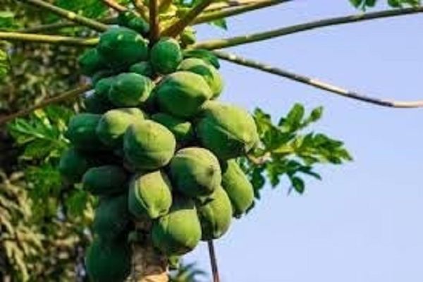 शुगर के मरीजों के लिए रामबाण इलाज साबित होगा ये कच्चा फल