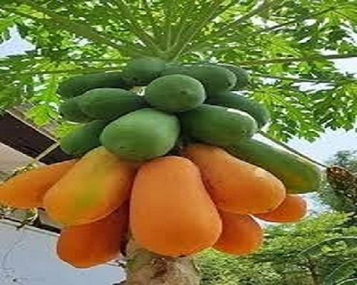 घटाना चाहते हैं वजन, तो इस तरीके से खाएं पपीता