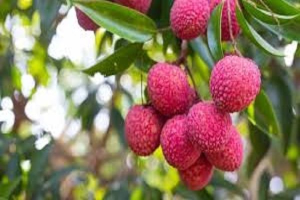 ज्यादा लीची खाने से हो सकती है गड़बड़