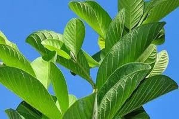 अमरूद के पत्तों में छिपा है सेहत का खजाना