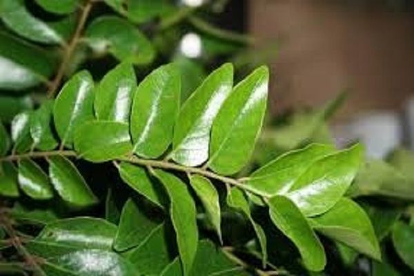 क्या कभी पिया है करी पत्ते का पानी?