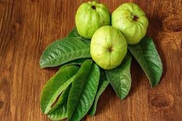 अमरूद के पत्तों में छिपा है सेहत का खजाना