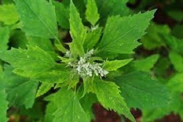 सर्दियों में सेहत का खजाना है बथुआ, जानें इसके चमत्कारी फायदे