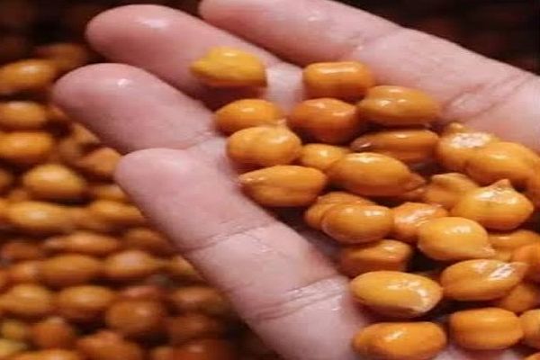 रोज खाएं उबले काले चने... मिलेंगे जबरदस्त फायदे...