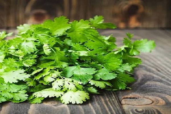 दिल की सेहत के लिए फायदेमंद हैं धनिए की पत्तियां