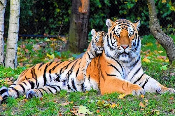 बाघों की बढ़ती संख्या और घटते रहवास: चिंता का विषय