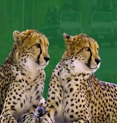 Kuno National Park: अब चीतों को घूमने के लिए मिलेगा बड़ा जंगल, MP सरकार ने खाली कराए 11 गांव