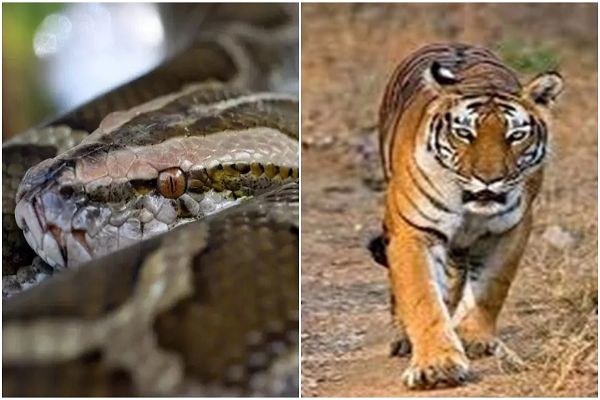 अजगर ने वृद्ध की गर्दन जकड़ी, दम घुटने से मौत... दूसरे दिन भी दि&zwj;खा भुआबिछिया में बाघ