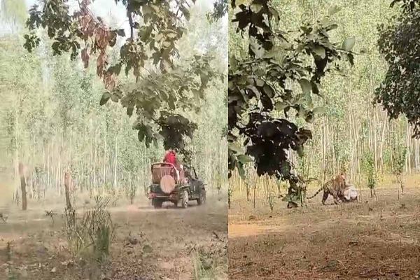 फिर सवालों से घिरा बांधवगढ़ टाइगर रिजर्व: शिकार कर रहे टाइगर के करीब पहुंची जिप्सी, सुरक्षा और प्रबंधन पर उठे सवाल