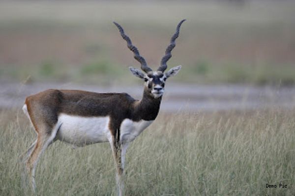 काले हिरण का शिकार &lsquo;सलमान&rsquo; गिरफ्तार! 30 किलो मांस के साथ तीन आरोपी पकड़ाए, जंगल से शिकार कर ले जा रहे थे मुंबई