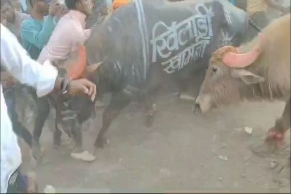 &lsquo;पाड़ों&rsquo; की लड़ाई करवाने वाले 20 पर FIR, पाड़ा की टक्कर से 20 फीट ऊपर उछला युवक, ग्रामीणों में भी हुई मारपीट