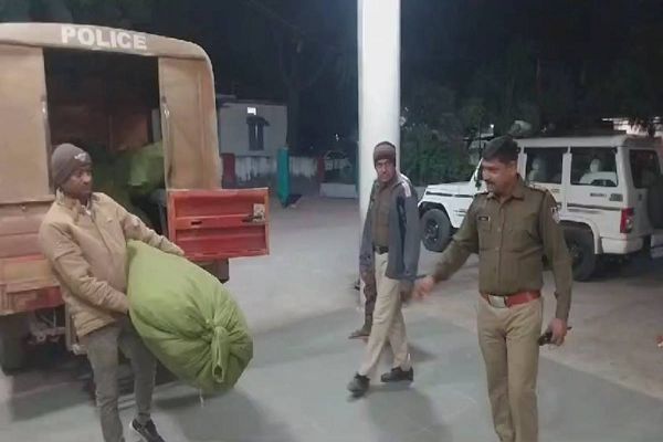 पुलिस की बड़ी कार्रवाई: कपास के खेत के बीच उगाए गांजे के पौधे जब्त, आरोपी की तलाश जारी