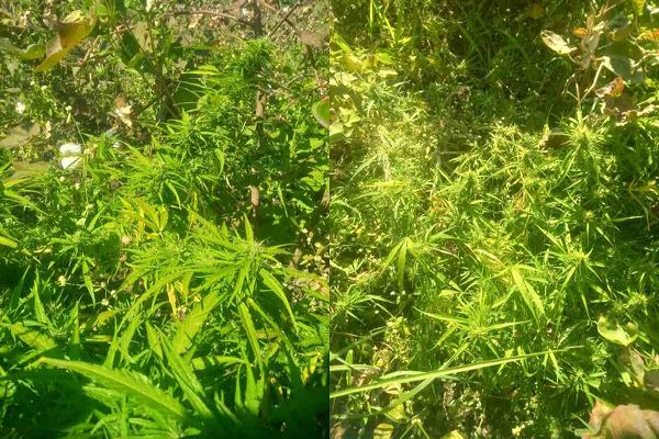 मक्के की आड़ में गांजे की खेती: पुलिस ने भारी मात्रा में जब्त किया पौधा, आरोपी की तलाश में जुटी खाकी