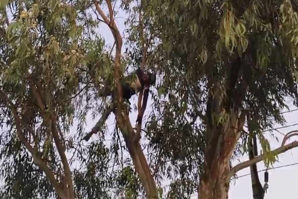 हाईटेंशन लाइन की चपेट में आने से युवक की मौत: परिजनों ने सड़क पर शव रखकर किया प्रदर्शन, दोषियों पर कार्रवाई की मांग